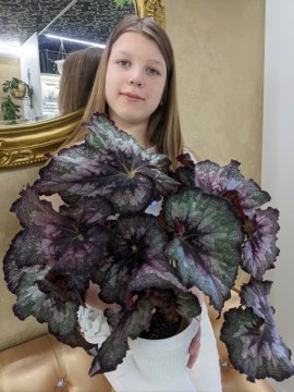 Бегония Elizabeth D. Fisher